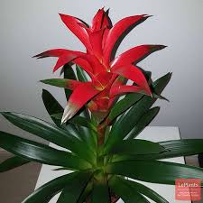 Картинки по запросу гусмания