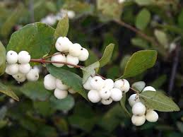 Attēlu rezultāti vaicājumam “Symphoricarpos albus fruit”