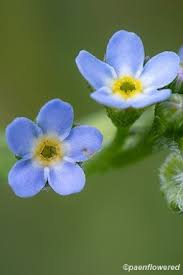Attēlu rezultāti vaicājumam “Myosotis laxa subsp. baltica flower”