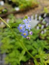 Attēlu rezultāti vaicājumam “Myosotis laxa subsp. baltica”