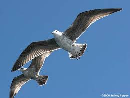 Attēlu rezultāti vaicājumam “Larus marinus adult”