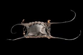 Image result for Rostroraja eglanteria