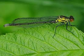 Attēlu rezultāti vaicājumam “Erythromma najas”