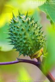 Attēlu rezultāti vaicājumam “Datura stramonium fruit”