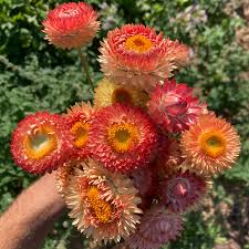 Image result for Strohblume