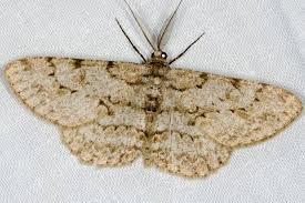 Attēlu rezultāti vaicājumam “Hypomecis roboraria”