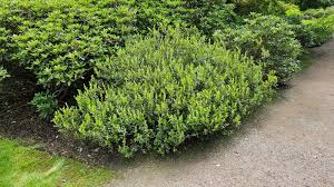 Attēlu rezultāti vaicājumam “Chamaedaphne calyculata fruit”