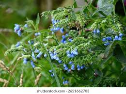 Attēlu rezultāti vaicājumam “Symphytum asperum leaf”
