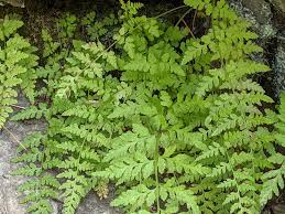 Attēlu rezultāti vaicājumam “Cystopteris fragilis”