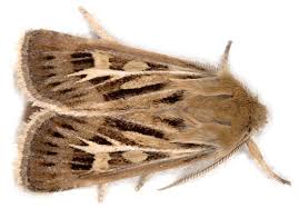 Attēlu rezultāti vaicājumam “Cerapteryx graminis”