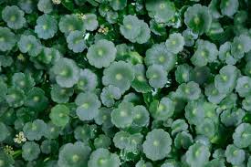 Attēlu rezultāti vaicājumam “Hydrocotyle vulgaris flower”