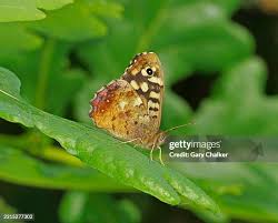 Attēlu rezultāti vaicājumam “Pararge aegeria underside”