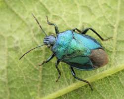 Attēlu rezultāti vaicājumam “Zicrona caerulea”