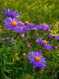 Attēlu rezultāti vaicājumam “Symphyotrichum novae-angliae flower”