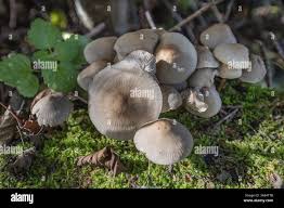 Attēlu rezultāti vaicājumam “Mycena zephirus”