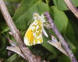 Attēlu rezultāti vaicājumam “Anthocharis cardamines”