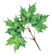 Attēlu rezultāti vaicājumam “Acer platanoides leaf”