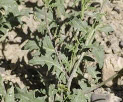 Attēlu rezultāti vaicājumam “Sisymbrium volgense”