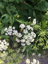 Attēlu rezultāti vaicājumam “Cicuta virosa”