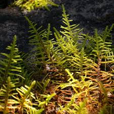 Attēlu rezultāti vaicājumam “Thuidium”