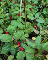 Attēlu rezultāti vaicājumam “Rubus arcticus”