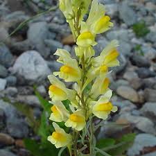 Attēlu rezultāti vaicājumam “Linaria vulgaris bud”