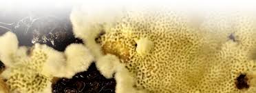 Attēlu rezultāti vaicājumam “Flaviporus citrinellus”