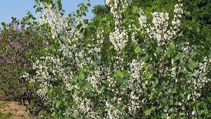 Attēlu rezultāti vaicājumam “Cercis siliquastrum”