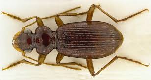 Attēlu rezultāti vaicājumam “Leistus ferrugineus”