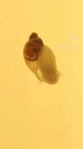 Attēlu rezultāti vaicājumam “Craterium aureonucleatum spores”