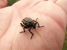 Image result for Brachycerus undatus