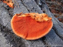 Attēlu rezultāti vaicājumam “Pycnoporus cinnabarinus”