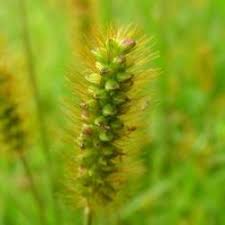 Attēlu rezultāti vaicājumam “Setaria glauca”