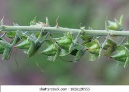 Attēlu rezultāti vaicājumam “Digitalis purpurea fruit”