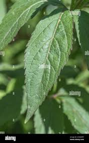 Attēlu rezultāti vaicājumam “Eupatorium cannabinum leaf”