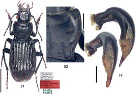 Attēlu rezultāti vaicājumam “Pterostichus sp.”