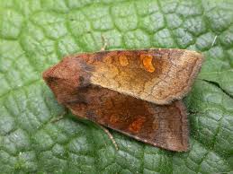 Attēlu rezultāti vaicājumam “Amphipoea”