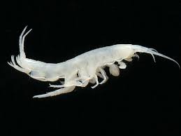 Attēlu rezultāti vaicājumam “Amphipoda”