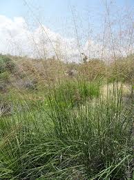 Attēlu rezultāti vaicājumam “Saelania glaucescens sporophyte”
