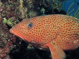 Image result for Epinephelus guttatus