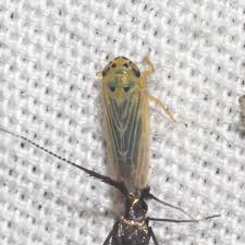 Attēlu rezultāti vaicājumam “Macrosteles nymph”