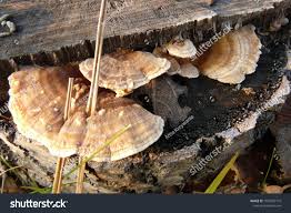 Attēlu rezultāti vaicājumam “Trametes ochracea”