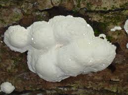 Attēlu rezultāti vaicājumam “Reticularia lycoperdon”