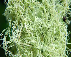 Attēlu rezultāti vaicājumam “Ramalina thrausta”