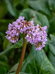 Attēlu rezultāti vaicājumam “Bergenia crassifolia flower”