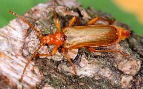 Attēlu rezultāti vaicājumam “Rhamnusium bicolor”