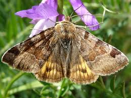 Attēlu rezultāti vaicājumam “Euclidia glyphica”