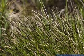 Attēlu rezultāti vaicājumam “Carex pulicaris”