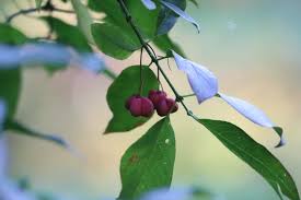 Attēlu rezultāti vaicājumam “Euonymus verrucosus fruit”