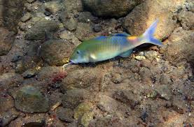 Image result for Parupeneus cyclostomus